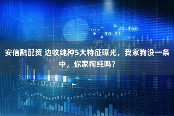 安信融配资 边牧纯种5大特征曝光，我家狗没一条中，你家狗纯吗？