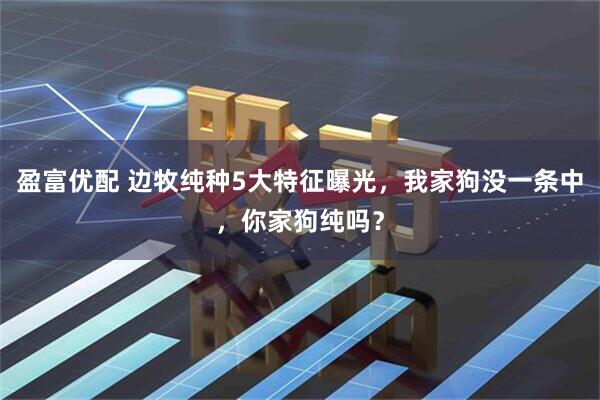 盈富优配 边牧纯种5大特征曝光，我家狗没一条中，你家狗纯吗？