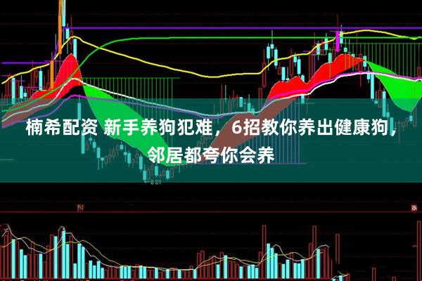 楠希配资 新手养狗犯难，6招教你养出健康狗，邻居都夸你会养