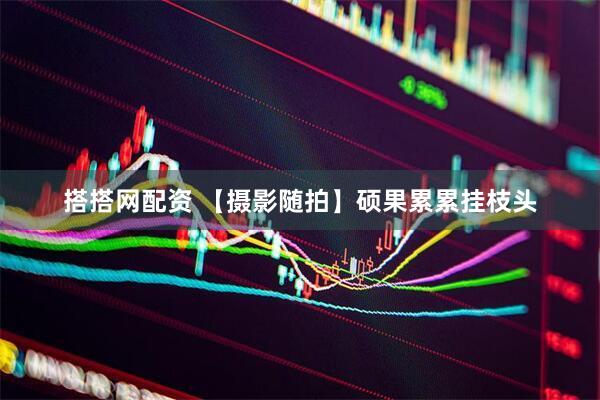 搭搭网配资 【摄影随拍】硕果累累挂枝头